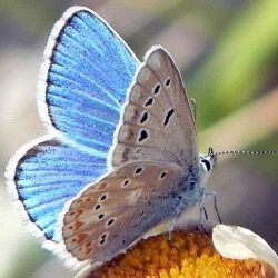 Polyommatus dorylas